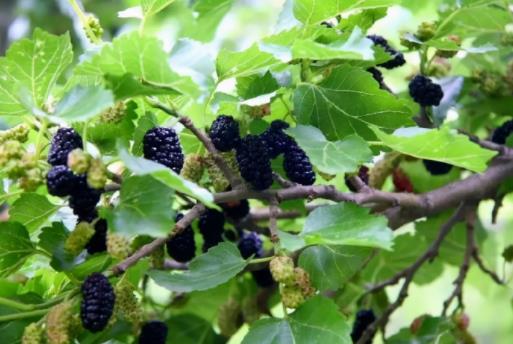 桑葚開水泡還是溫水泡好?酸的桑葚怎么變甜