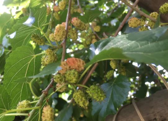 桑葚多少錢一斤才是正宗的?桑葚熟透了卻很酸是怎么回事