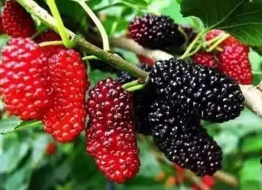 開水泡桑葚營養會不會流失?喝酒前吃桑葚真能翻倍喝嗎