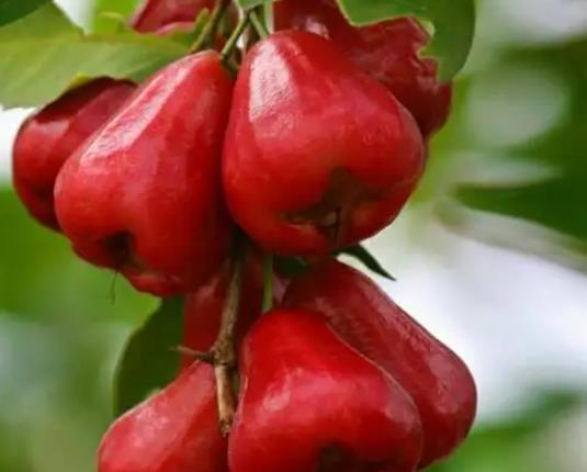 蓮霧燉冰糖要煮幾分鐘?蓮霧煮冰糖跟梨子煮冰糖哪種效果好一點