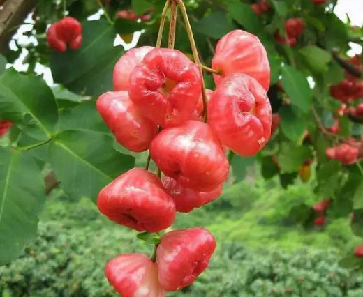 蓮霧燉冰糖有什么功效?蓮霧與冰糖怎么煮止咳