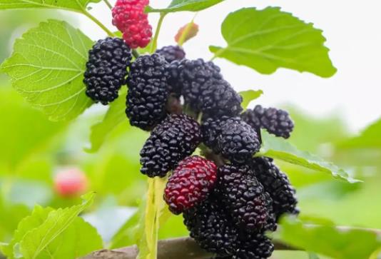 鮮桑葚可以不洗直接泡酒嗎?桑葚有蟲吃了會中毒嗎