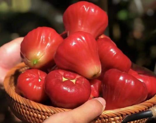 蓮霧和枇杷果哪個(gè)止咳化痰好?蓮霧和梨怎么榨汁