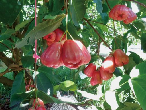 喝完中藥可以吃蓮霧嗎?什么樣的蓮霧不能吃