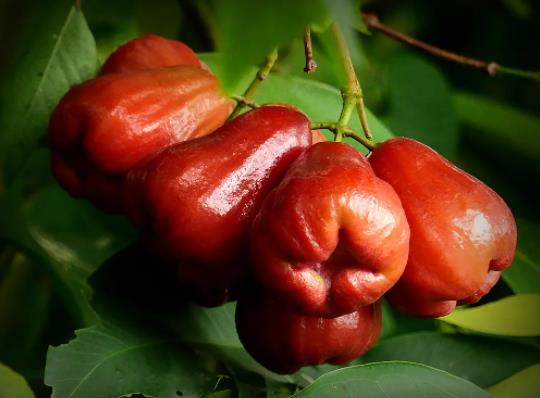 蓮霧凍傷了還能吃嗎?吃蓮霧需要削皮嗎