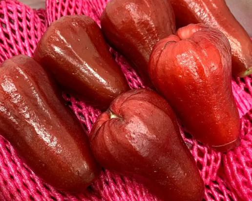 蓮霧越大越好吃嗎?紅寶石蓮霧和黑金剛蓮霧的區(qū)別