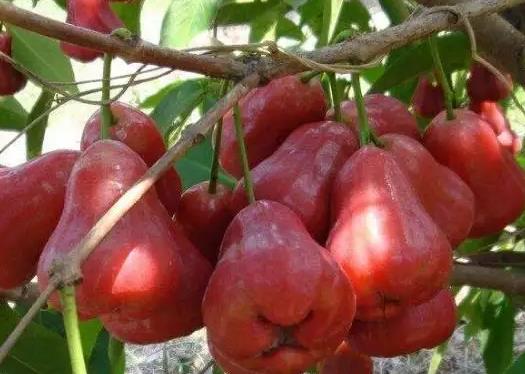 蓮霧越大越容易空心嗎?蓮霧紅寶石和黑金剛哪個好吃