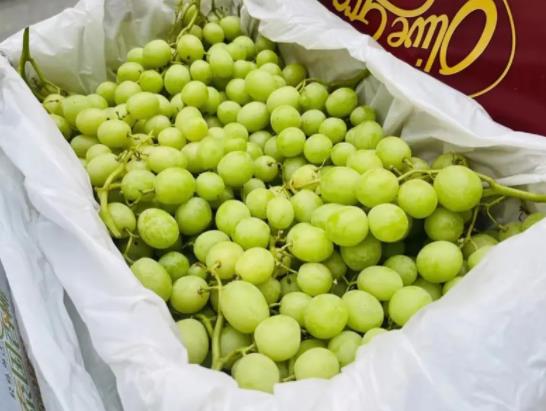 秋天脆青提是哪里產的?秋天脆青提功效有哪些