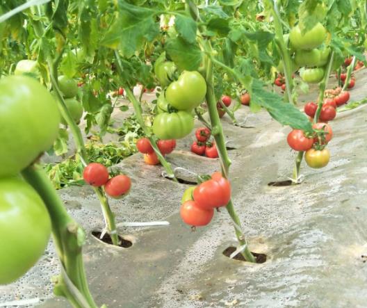 普羅旺斯西紅柿為什么這么貴?普羅旺斯西紅柿和普通西紅柿的區別