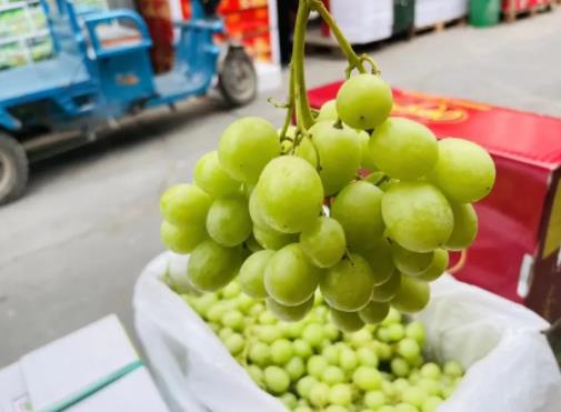 秋天脆青提是哪里產的?秋天脆青提功效有哪些