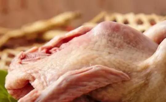 鴿子肉是發物嗎?鴿子肉什么人群不能吃?