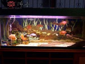 風水魚有哪些?風水魚缸擺放位置