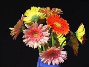 非洲菊對(duì)家居環(huán)境的影響-非洲菊的作用