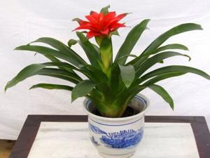 鴻運(yùn)當(dāng)頭的介紹-鴻運(yùn)當(dāng)頭對(duì)家居環(huán)境的影響