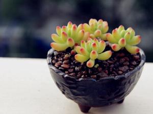 乙女心與家居風(fēng)格的搭配-乙女心的風(fēng)水學(xué)應(yīng)用