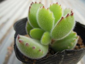 熊童子與家居風格的搭配-熊童子在家居中的作用