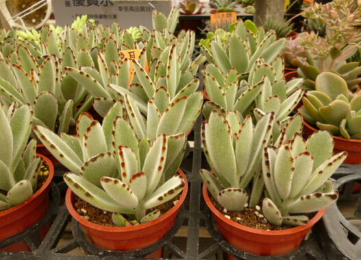 ���ö����Lˮ�W����-���ö��ڼҾ��е�����