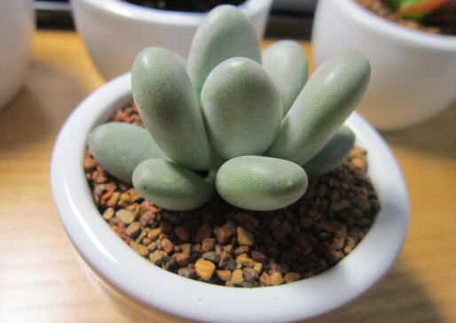 星美人的風(fēng)水學(xué)應(yīng)用-星美人與家居風(fēng)格的搭配