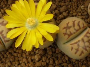 生石花的養殖方法-生石花在家居中的作用