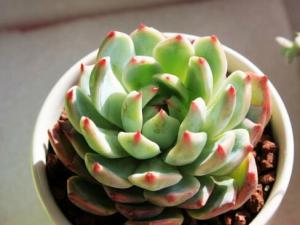 吉娃蓮與家居風格的搭配-吉娃蓮在家居中的作用