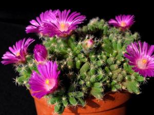 紫晃星的風水學應用-紫晃星的養殖方法