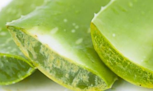 蘆薈膠有什么樣的妙用 使用蘆薈膠可能出現的誤區