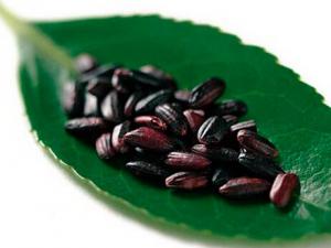 減肥吃什么正餐好?紫米替換白飯