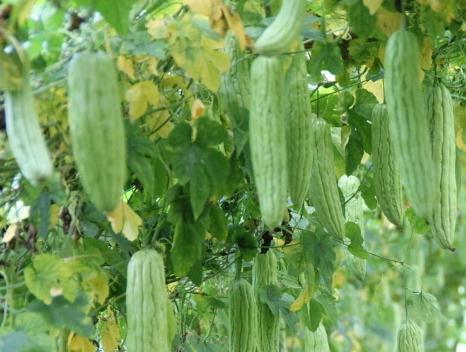 ��ʲôʳ��p���ݵÿ죿��ȫ�����ʳʳ�V���p�ʷ���-��Ϝp��������