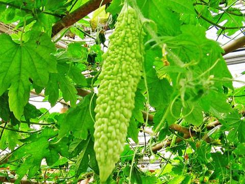 生理期(經(jīng)期)減肥高峰期食譜:涼瓜滾肉片的做法