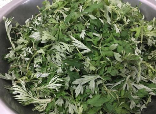 喝艾葉水能減肥嗎?艾葉泡腳瘦了12斤真的假的?