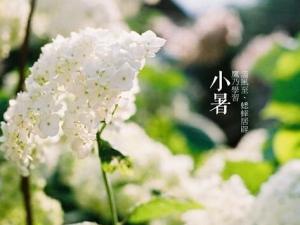 小暑什么意思?小暑怎么預防中暑