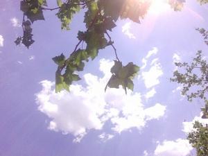 三伏天從什么時候開始?三伏天吃什么