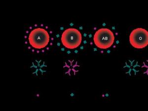 什么血型最招蚊子?蚊子喜歡叮咬什么樣的人