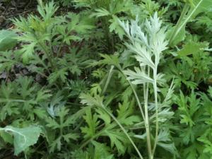 艾草如何驅蚊?艾草驅蚊的注意事項