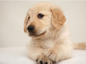 被狗咬了怎么辦?被狗咬預防措施