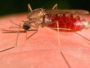 如何預防蚊蟲叮咬?蚊蟲叮咬快速止癢方法