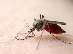 蚊蟲叮咬紅腫怎么辦?怎樣防止蚊蟲叮咬