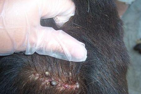 頭上長虱子怎么辦?虱子怎么去除?去虱子和虱子卵的有效方法