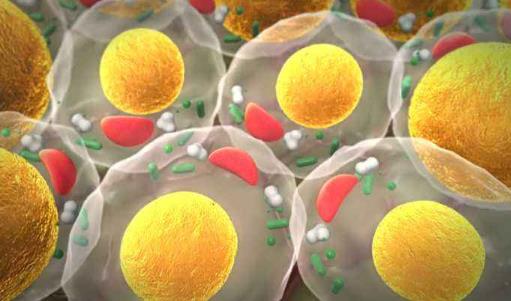 什么是甘油三酯?甘油三酯高不要吃什么?