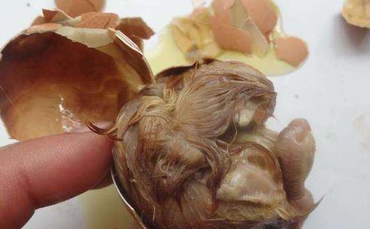 什么是毛蛋?毛蛋有哪些功效?