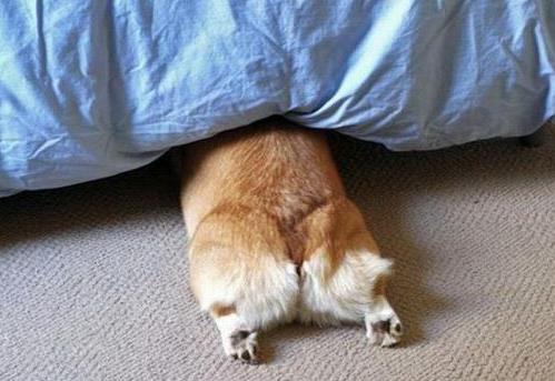 痔瘡便血自己能自愈嗎?痔瘡出血不治的危害