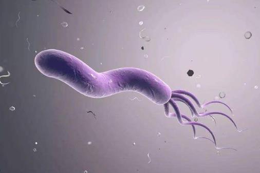 什么是幽門螺旋桿菌?幽門螺旋桿菌會(huì)癌變嗎?