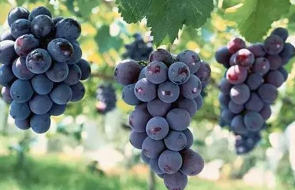 葡萄的功效和作用是什么?葡萄可以多吃嗎?