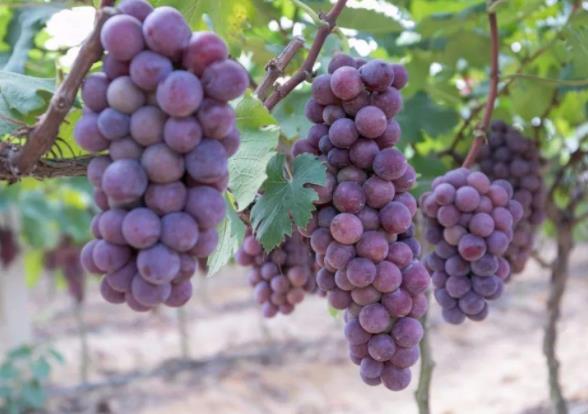 葡萄的功效和作用是什么?葡萄可以多吃嗎?