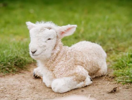 布病治療期間能同房嗎?得了布病為什么不能干活?