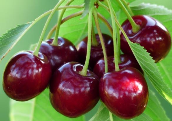 車厘子吃幾斤會中毒?車厘子中毒幾天能好