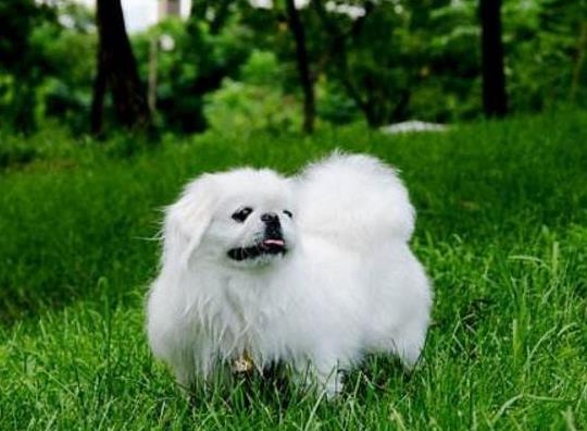 狂犬病發病之后還有救嗎?如何分辨感冒和早期狂犬病?