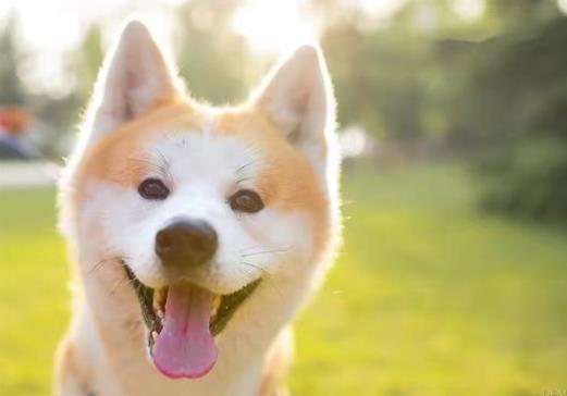 被狗狗的牙齒蹭破一點皮沒事吧?被狗咬是不是一定要打針?