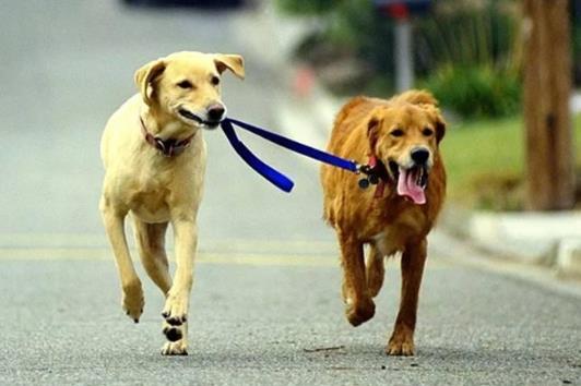 被狗狗的牙齒蹭破一點皮沒事吧?被狗咬是不是一定要打針?