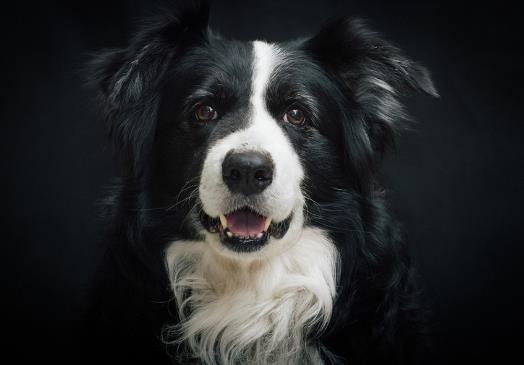 狂犬病發病之后還有救嗎?如何分辨感冒和早期狂犬病?